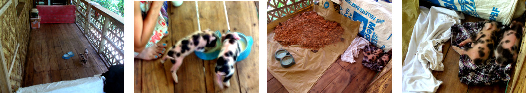 Images of tropical backyard hand
        raised piglets in temporary pen on balocny