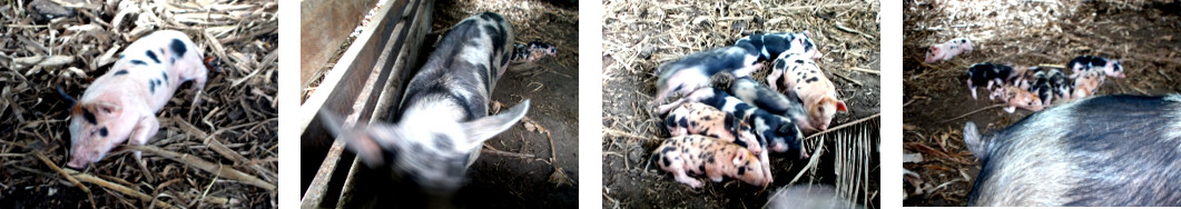 Images of tropical backyard piglets
        after chrushing incident