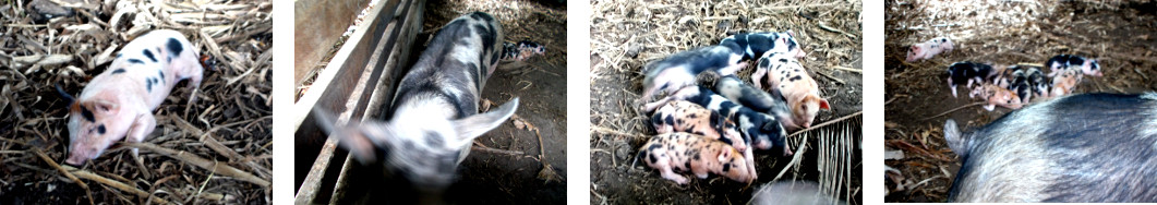 Images of tropical backyard piglets
        after chrushing incident