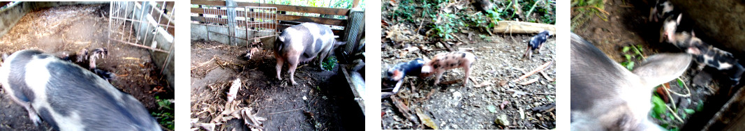 Imagws of 8 day old tropical backyard piglets