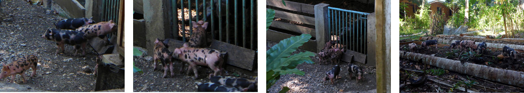IImages of two week old tropical backyard piglets