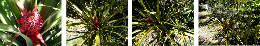 Images of pineapple fruiting in
        tropical backyard