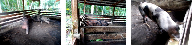 Images of tropical backyard
                boar and sow