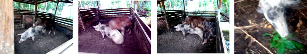 Imagws of tropical backyard boar an
        sow