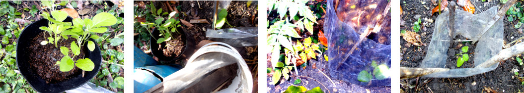 Imagws of transplanted Eggplants in
        tropical backyard