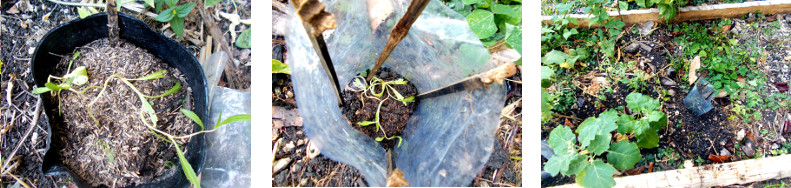 Images of suffering safflower
        seedlings transplanted in tropical backyard