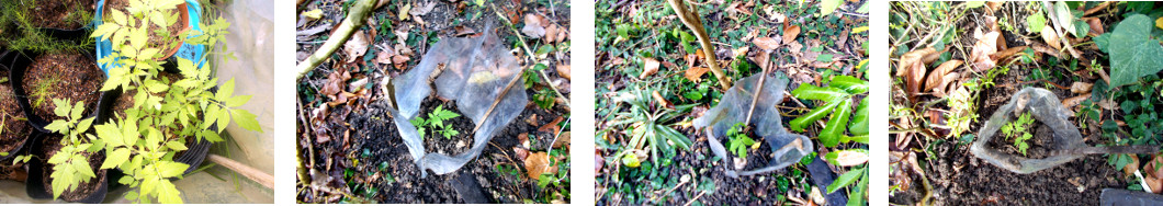 Images of tomato seedlings
        transplanted in tropical backyard