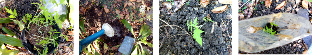 Images of tomato seedlings
        transplanted in tropical backyard