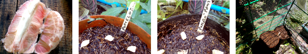 Images of Pomelo seeds planted in pots
        in tropical backyard