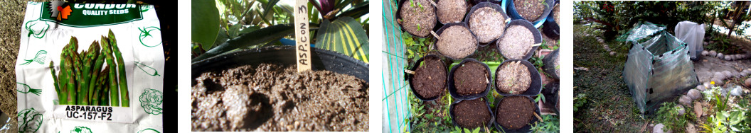 Inages of Asparagus seeds planted in a
        pot in tropical backyrd