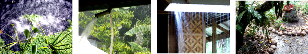 Images of rain in tropical backyard