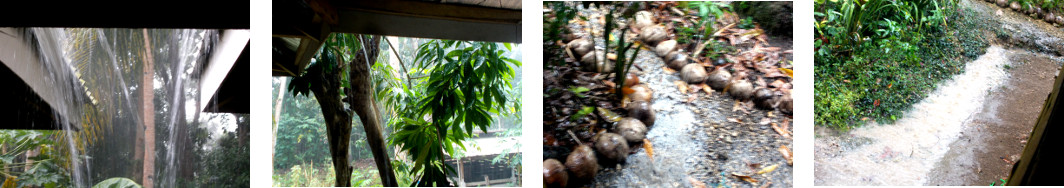 Images of rain in tropical backyard