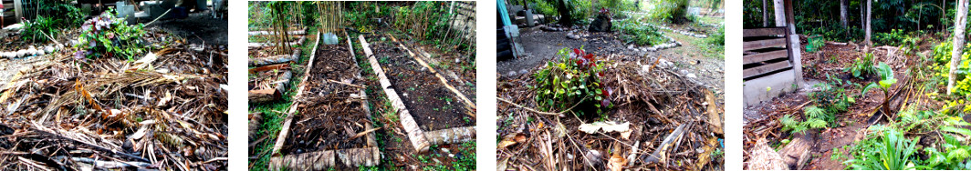 Images of composted areas in tropical backyard after
        rain in the nightafter
