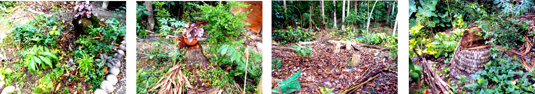 Images of tropical backyard garden
        recovering from recent tree felling