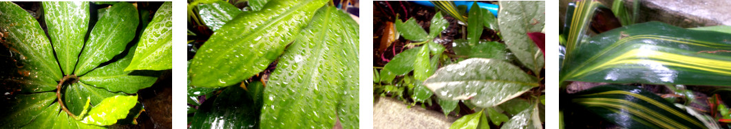 Images of tropical backyard after rain
        in the night