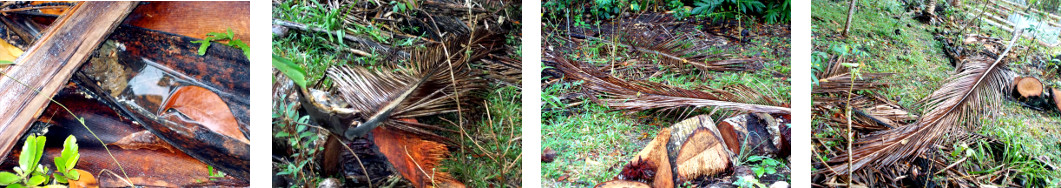 Images of effects of rain in the night in tropical
        backyard