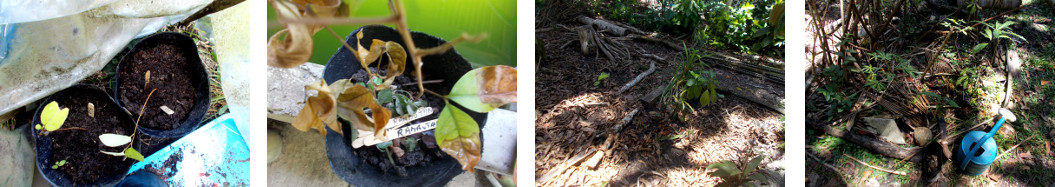 Images of distressed tree seedlings
        transplanted in tropical backyard