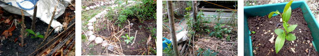 Images of fruit tree seedlings
        trnasplanted in tropical backyard