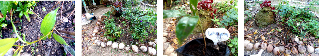 Images of Ciinnamon and Longaan
        seedlings transplanted in tropical backyard