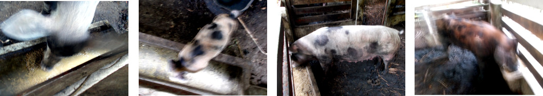 Images of tropical backyard pigs eating