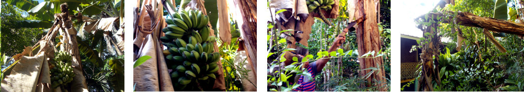 Images of bananas being harvested