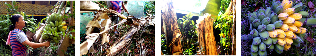 Images of bananas being harvested in ntropical backyard