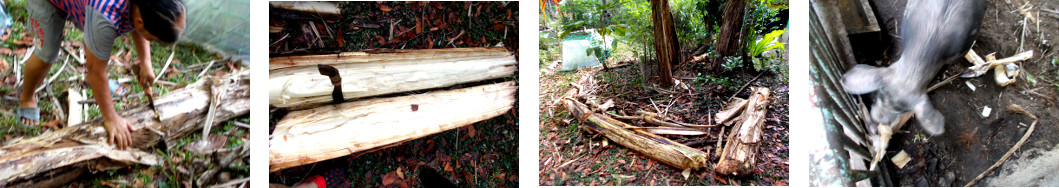 Images of use of remains from banana
        harvest in tropical backyard