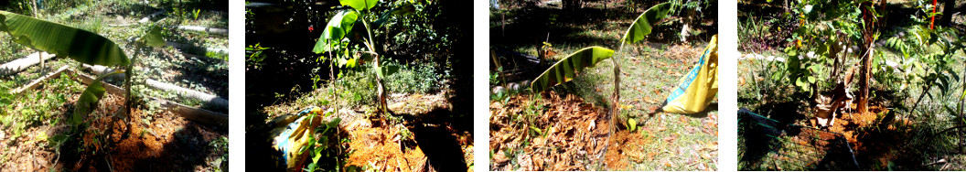 Images of banana teees in tropical
        backyard composted with old sawdust