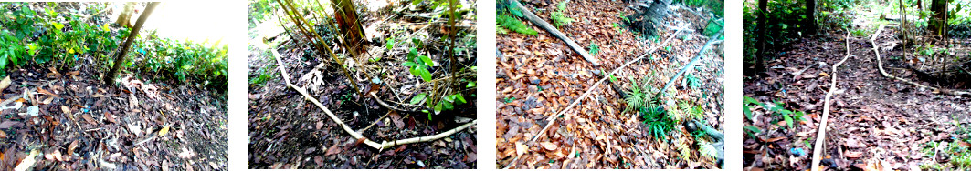 Images of small tree trunks used as
        garden borders in tropical backyard