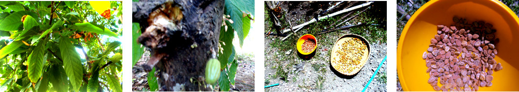 Images of tropical backyard cacao
        beans