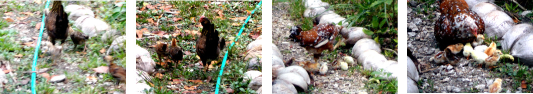 Images of old and young chicks in
        tropical backyard