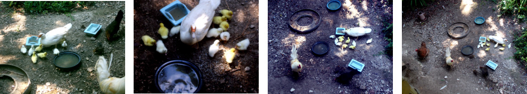 Images of newly hatched ducklings in
        tropical backyard