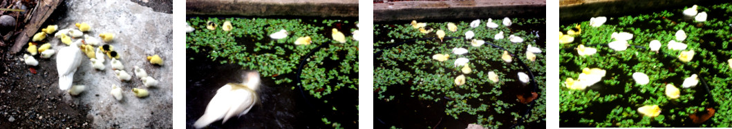 Images of tropical backyard ducklings
        swimming in pond