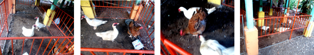 Images of male duclks in pen in
        tropical backyard -as protection for young ducklings