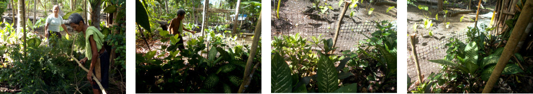 Images of putting up a fence in atropical backyard to
        protect hedge from intruders