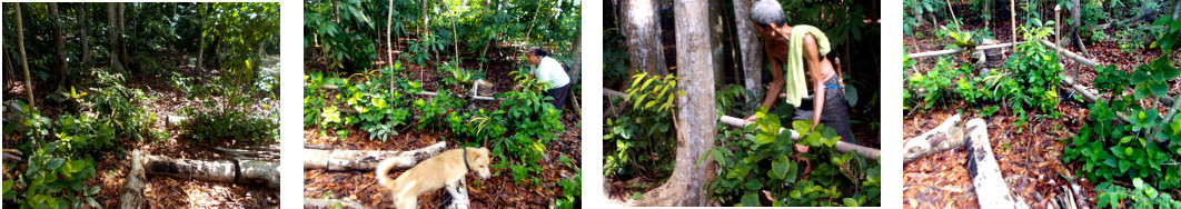 Images of putting up fence in tropical backyard to
        protect hedge from intruders