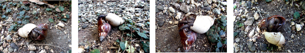 Images of mating hermit crabs in
        tropical backyard