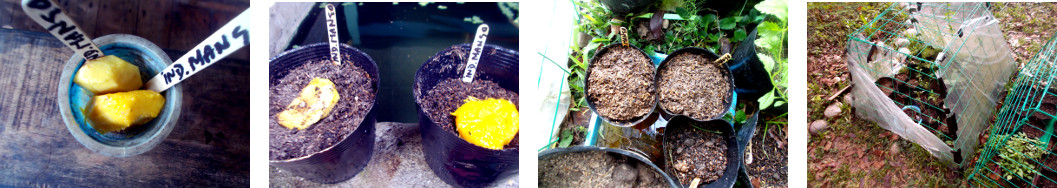 Images of Indian Mango seeds potted in tropical
        backyard