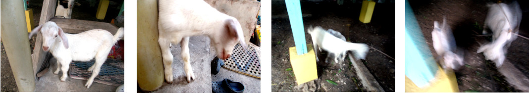 Images of young goat in tropical backyard