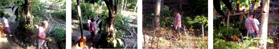 Images of people looking in tropical
        backyard for trees to chop down for lumber