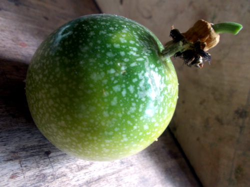 Images of fresh passion fruit
        windfall