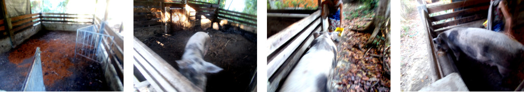 Imges of tropical backyard sow being
        moved to a new pen