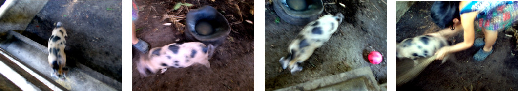 Images of lone piglet in tropical backyard