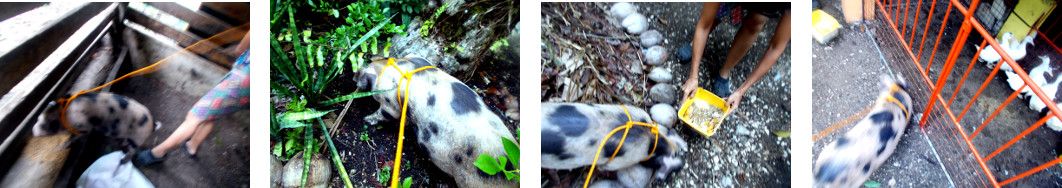 Images of tropical backyard piglet being lured to
            new pen