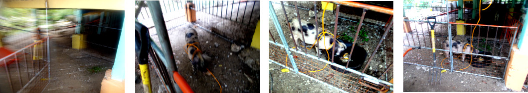 Images of tropical backyard piglet in new pen under
          the house