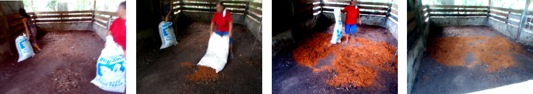 Images of sawdust being put in tropical backyard pig pen
        ready for pregnant sow