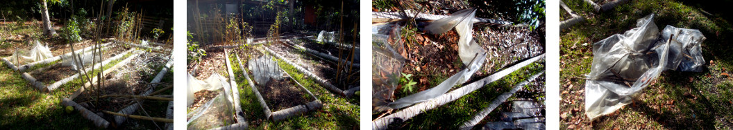 Images of plastic screens being
        removed from tropical bckyard garden patches