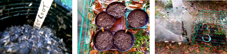 Imagws of recently potted seeds in
        tropical backyard