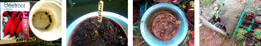 Images oif soaked beetroot seed potted
        in tropivcal backyard