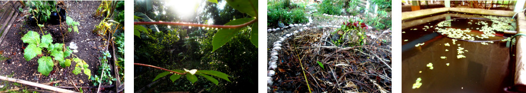 Images of tropical backyard after rain in the night